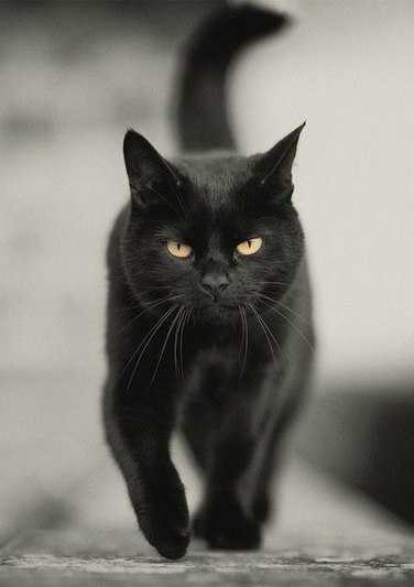 Черный Кот Фото Дома