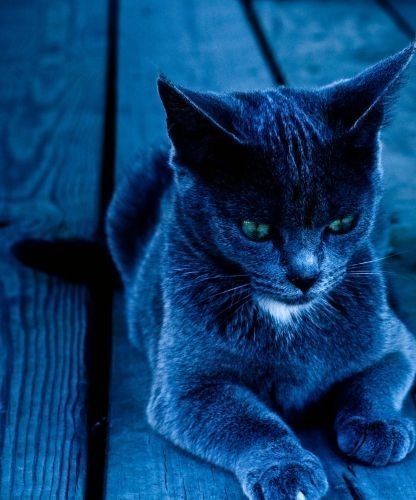 зеленоглазый кот цвета индиго. Внимание, сосредоточение и медитация.
