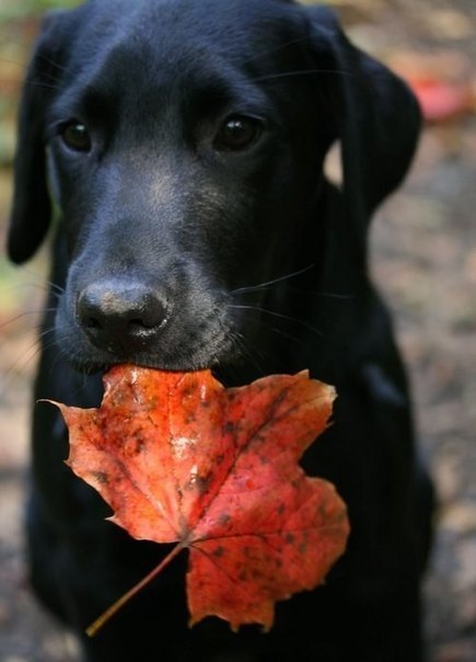 Черная собака, держит в зубах красный кленовый листок
