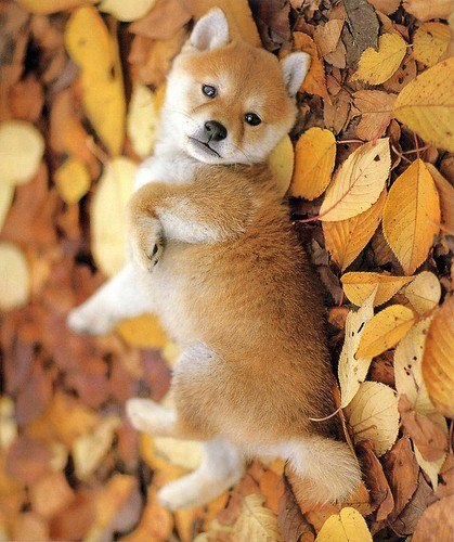 Маленькая собачка резвится лежа на охапке опавших желтых листьев