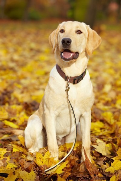 Собака окраса топленого молока в ошейнике, среди желтых листьев