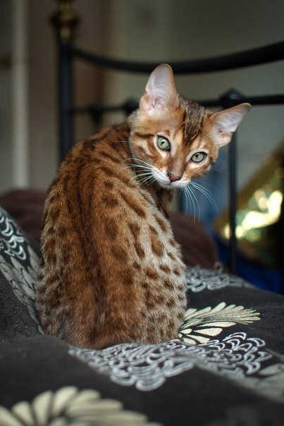 Пятнистая породистая кошка с красивыми глазами