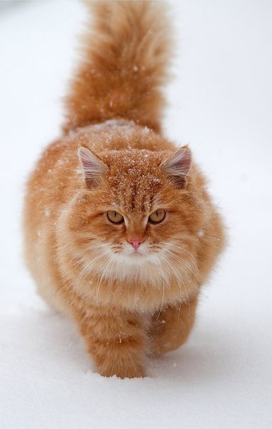 Огненно рыжий красивый породистый кот