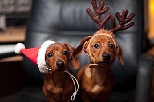 Две собачки, коричневые таксы, одетые в Рождественского оленя и Санта Клауса
