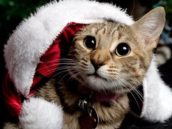 Кота застали во время его примерки костюма Санта Клауса