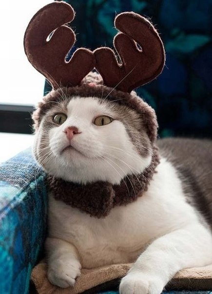 Упитанный кот в шапочке из рогов Рождественского оленя