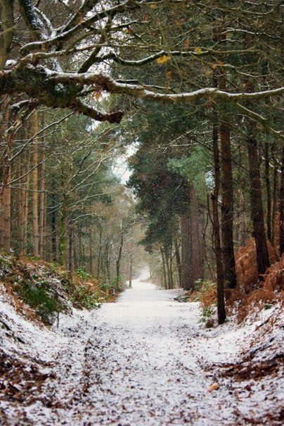 Зимний сосновый лес и тропинка припорошенная снегом