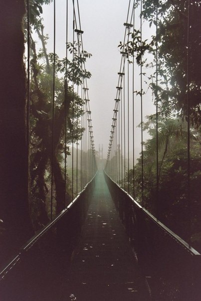 Натяжной перекидной мост сквозь дебри тропического леса