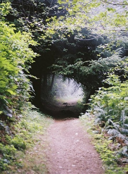 Свод из деревьев над дорожкой в лесу образующий тоннель