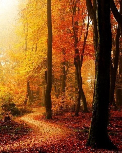 Красно-золотой осенний лес и петляющая тропинка покрытая желтой листвой
