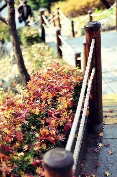 Разноцветные осенние листья кустарника возле лестницы в парке