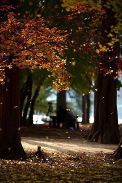 Первые листья сбрасываемые деревьями ранней осенью в парке