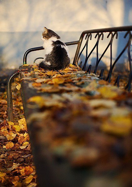 Кот встречает бабье лето сидя на лавке усыпанной золотыми листьями