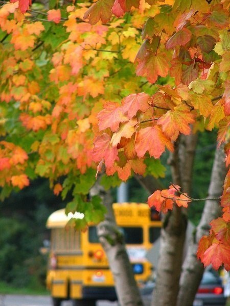 Красные, желтые и еще зеленые листья клена в первые дни осени