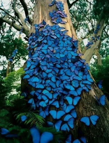 Бабочки индиго облепили ствол дерева, как природное голубое панно