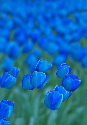 Цветы индиго, красивые синие тюльпаны, как море прозрачной синевы