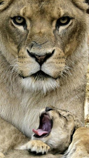 Львица самая грозная и ответственная мать