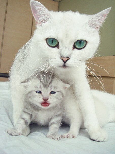 Кошки самые трогательные мамаши
