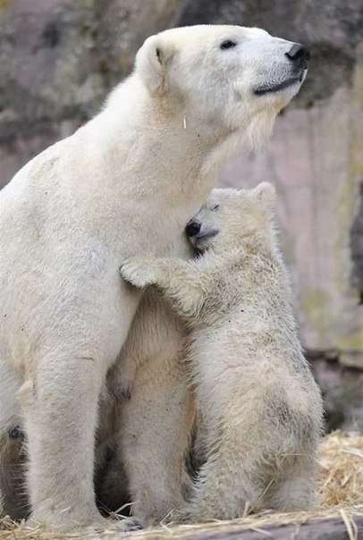 Белые медведицы самые терпеливые матери и грозные охранники своих чад