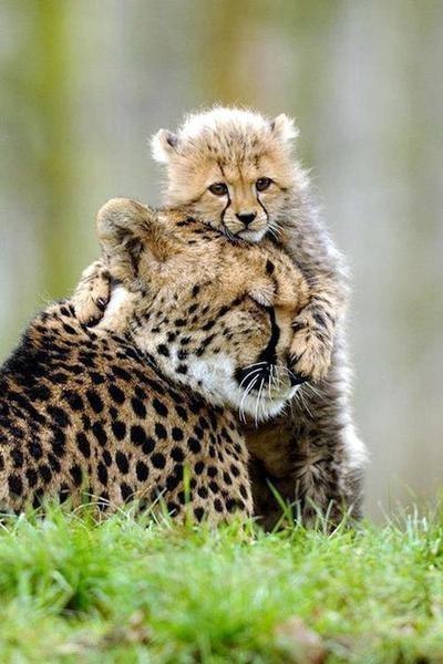 Котенок гепарда с самой быстрой мамой на планете