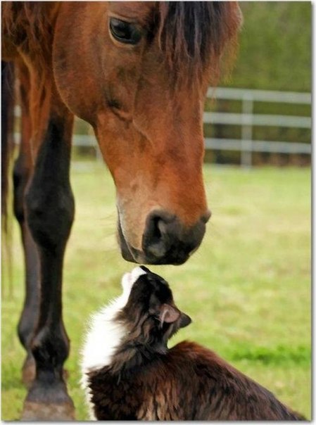 Фото рыжей лошади и кота. Кот тянется носом и обнюхивает голову лошади