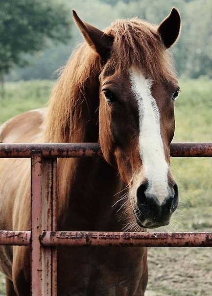 Рыжая лошадь за металлической изгородью
