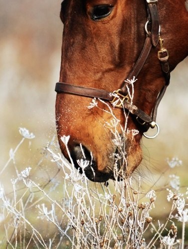 Рыжая лошадь в уздечке фото