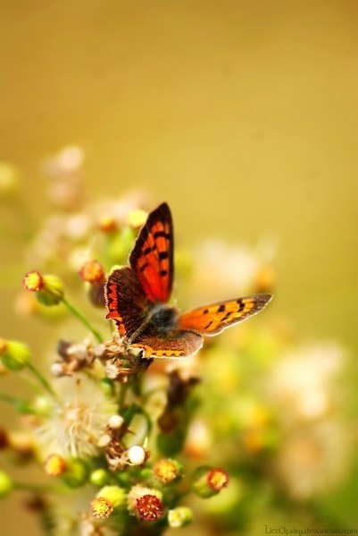 Полевая бабочка на стеблей нераскрытого бутона цветка
