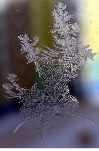 Зимний узор на стекле еловой ветки покрытой утренним инеем