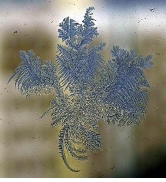 Зимний узор на стекле ледяной кустик из огорода Деда Мороза