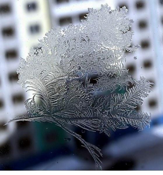 Зимний узор на стекле ледяная бабочка