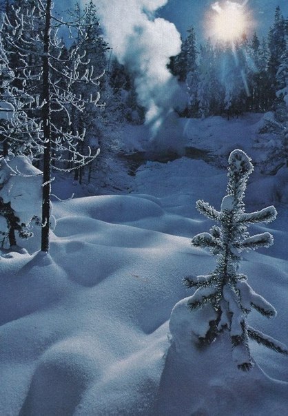 Зимний лес под снегом