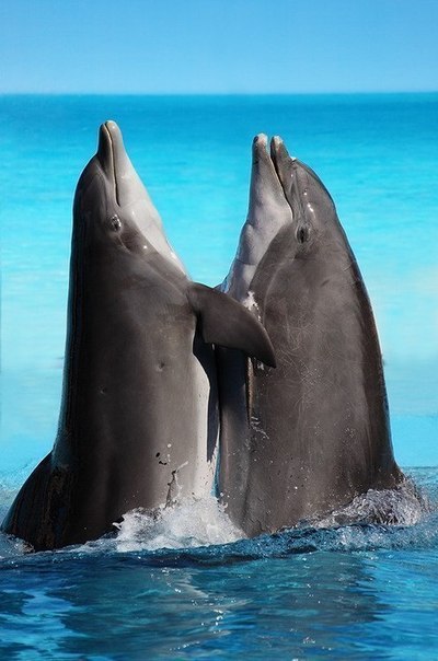 Дельфины в полете